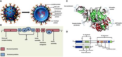 Recent Aspects on the Pathogenesis Mechanism, Animal Models and Novel Therapeutic Interventions for Middle East Respiratory Syndrome Coronavirus Infections